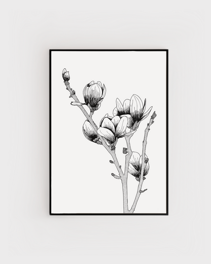 Magnolia