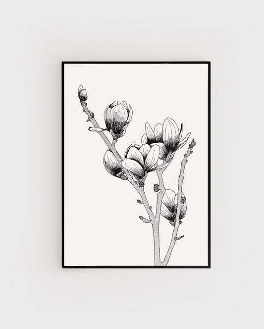 Magnolia